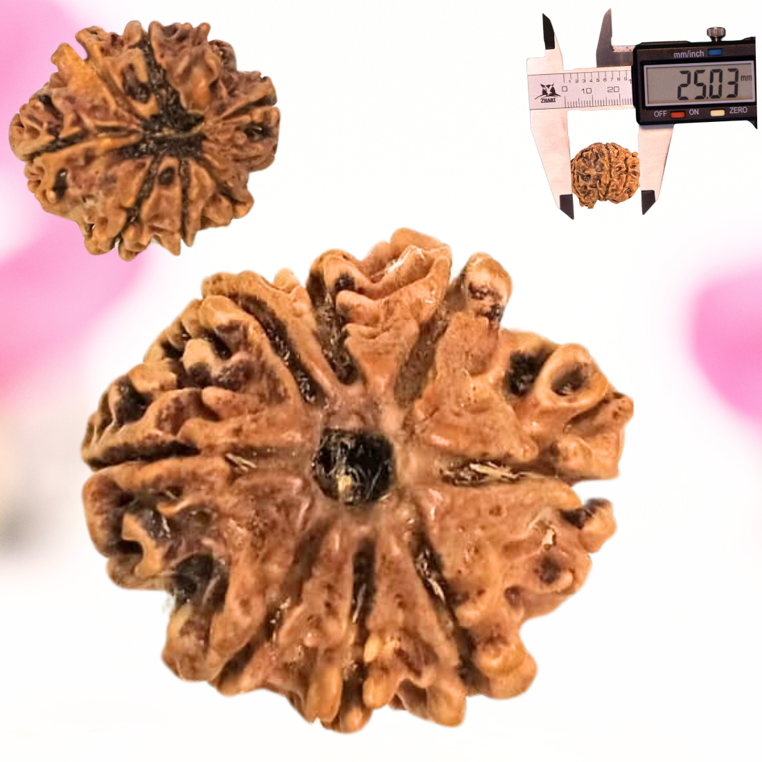 8 Mukhi Nepali Rudraksha - Large