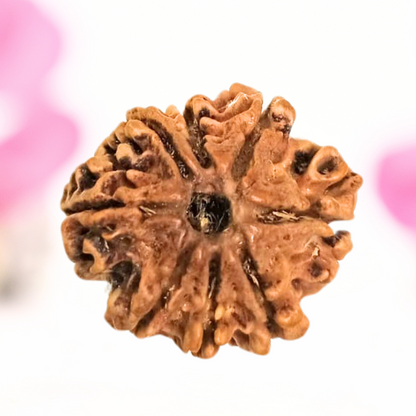 8 Mukhi Nepali Rudraksha - Large