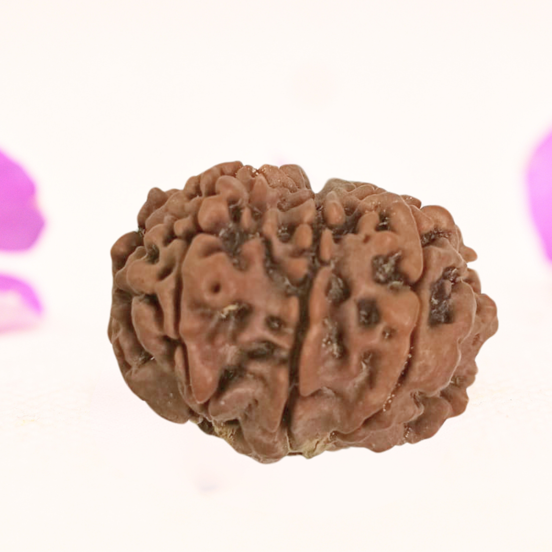 8 Mukhi Nepali Rudraksha - Large