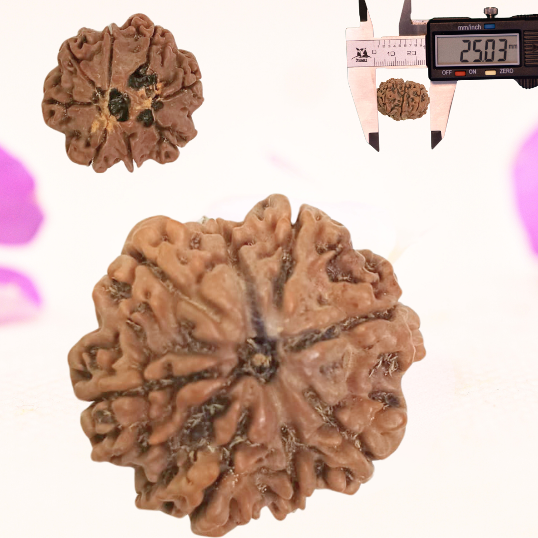 8 Mukhi Nepali Rudraksha - Large