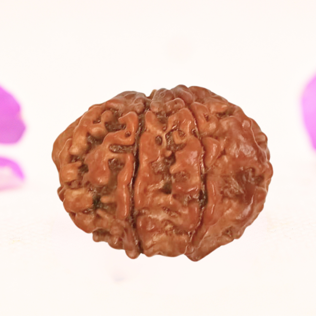 8 Mukhi Nepali Rudraksha - Large