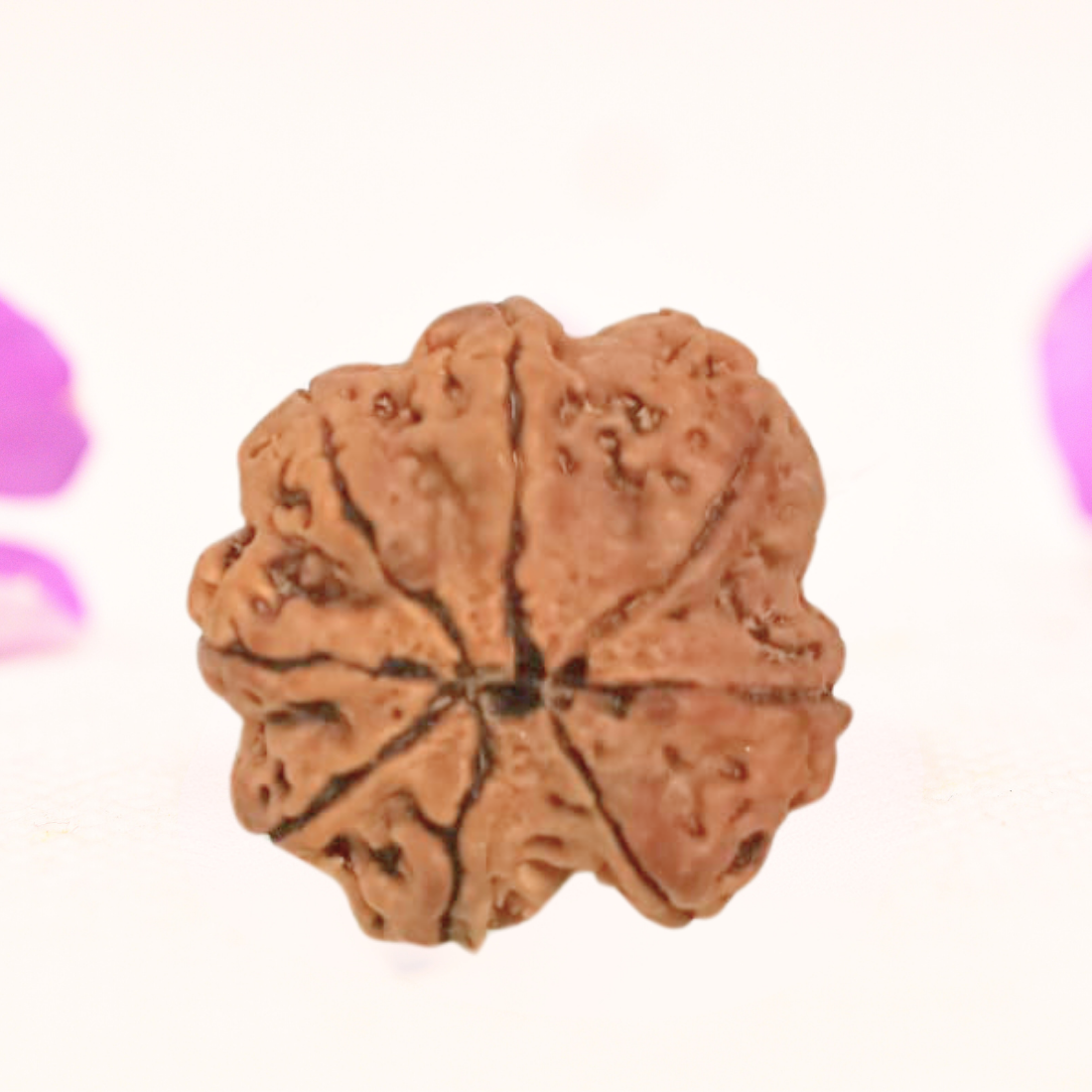 8 Mukhi Nepali Rudraksha - Large