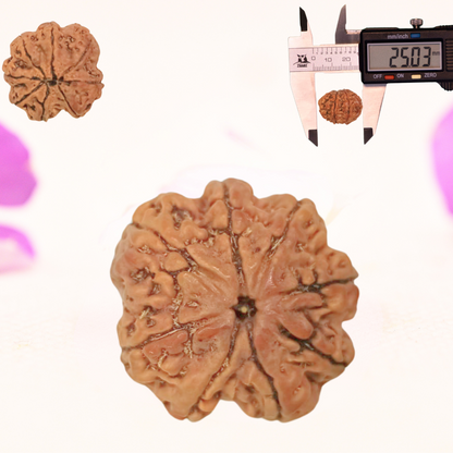 8 Mukhi Nepali Rudraksha - Large