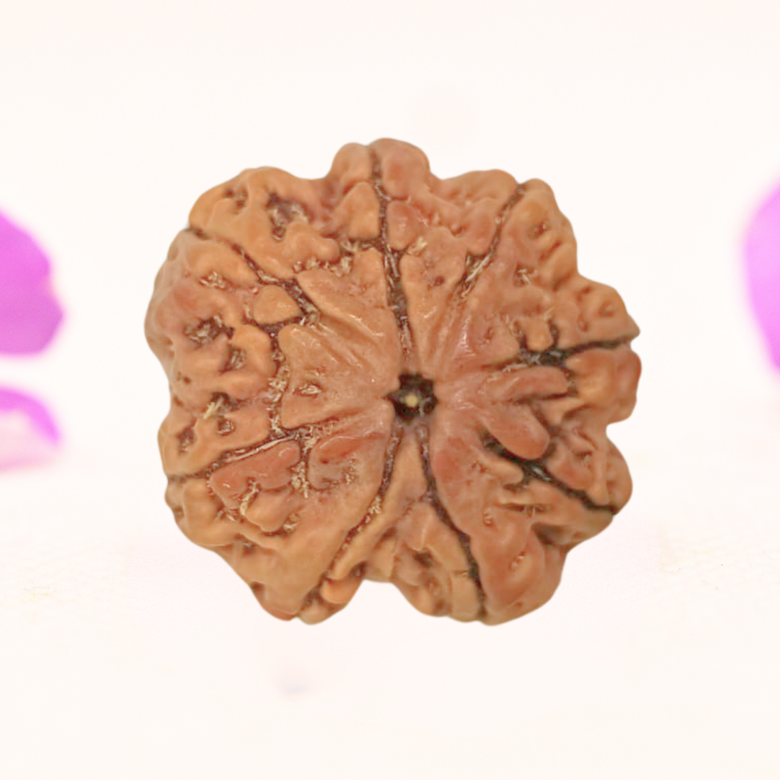 8 Mukhi Nepali Rudraksha - Large