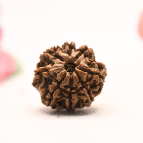 8 Mukhi Nepali Rudraksha - Regular