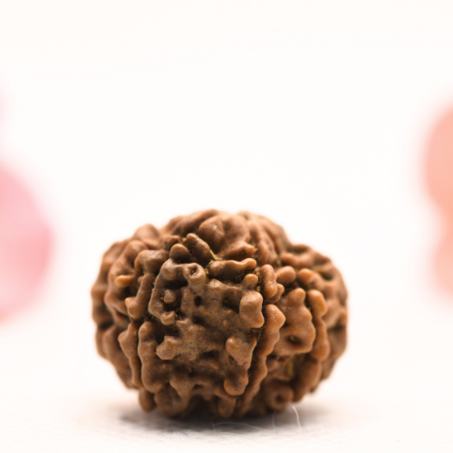 8 Mukhi Nepali Rudraksha - Regular