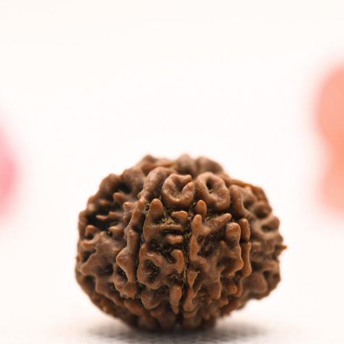 8 Mukhi Nepali Rudraksha - Regular