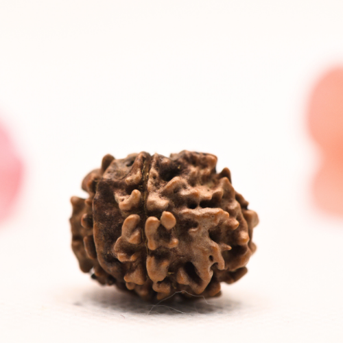 8 Mukhi Nepali Rudraksha - Regular