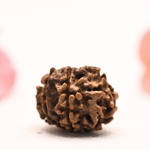 8 Mukhi Nepali Rudraksha - Regular