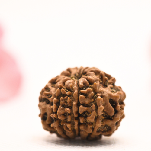 8 Mukhi Nepali Rudraksha - Regular