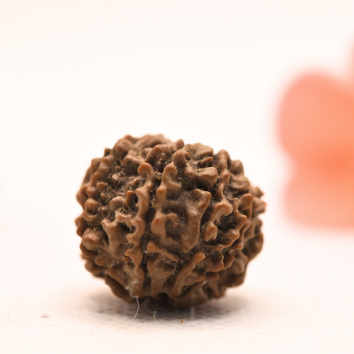 8 Mukhi Nepali Rudraksha - Regular