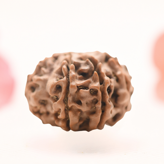 8 Mukhi Nepali Rudraksha - Regular