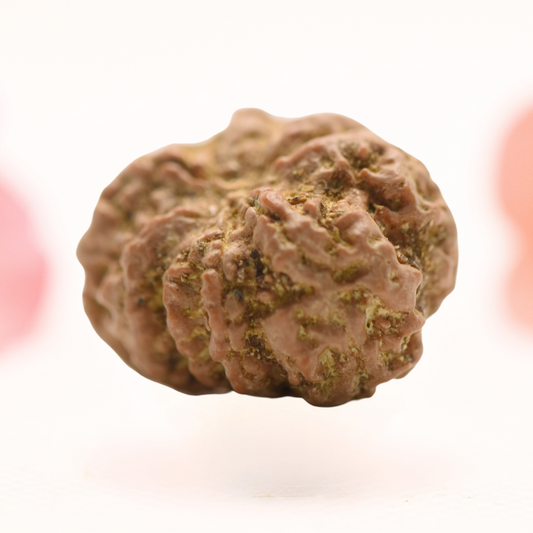 8 Mukhi Nepali Rudraksha - Regular