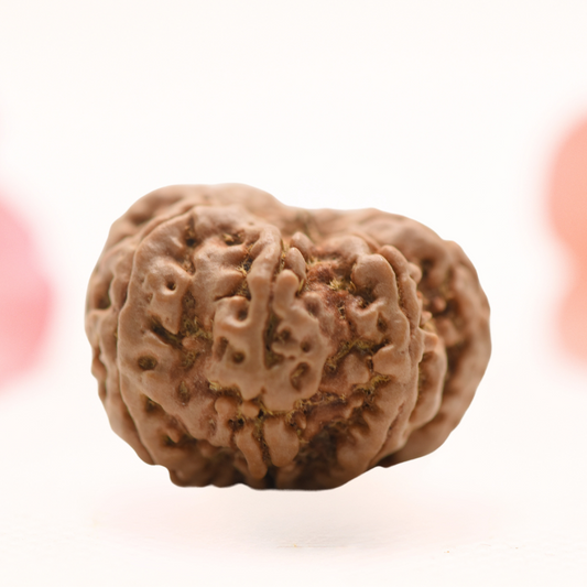 8 Mukhi Nepali Rudraksha - Regular