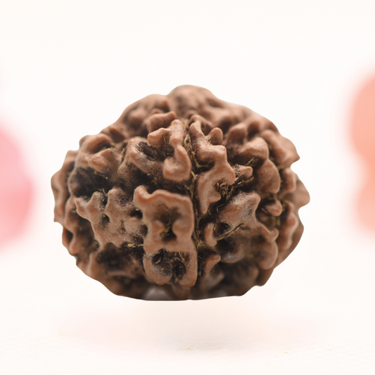 8 Mukhi Nepali Rudraksha - Regular