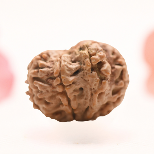 8 Mukhi Nepali Rudraksha - Regular