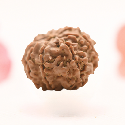 8 Mukhi Nepali Rudraksha - Regular