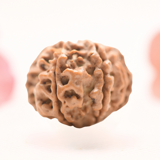 8 Mukhi Nepali Rudraksha - Regular