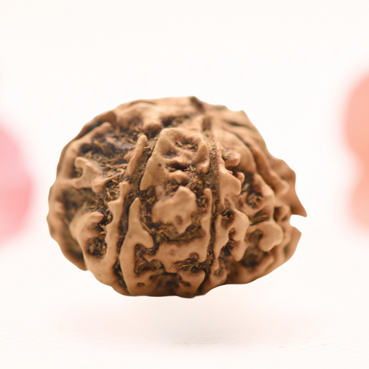 8 Mukhi Nepali Rudraksha - Regular