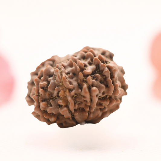 8 Mukhi Nepali Rudraksha - Regular