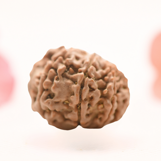 8 Mukhi Nepali Rudraksha - Regular