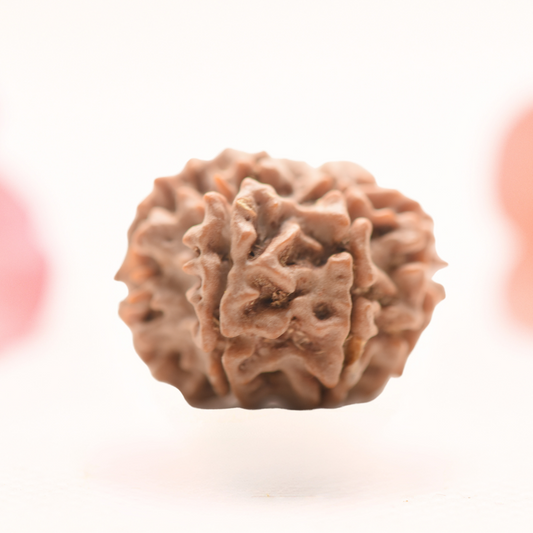 8 Mukhi Nepali Rudraksha - Regular