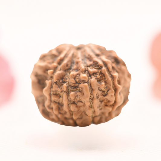 8 Mukhi Nepali Rudraksha - Regular