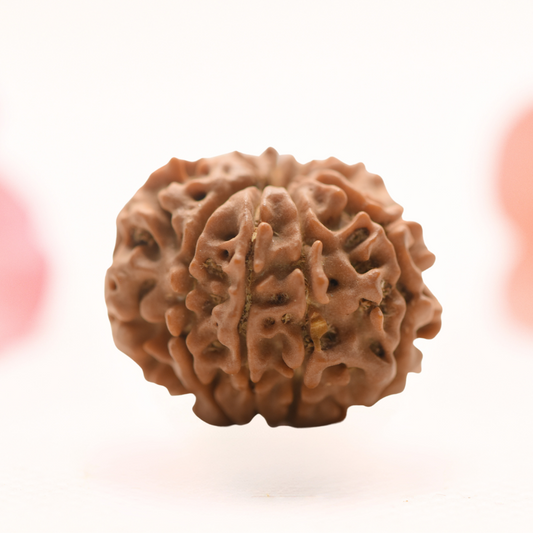 8 Mukhi Nepali Rudraksha - Regular