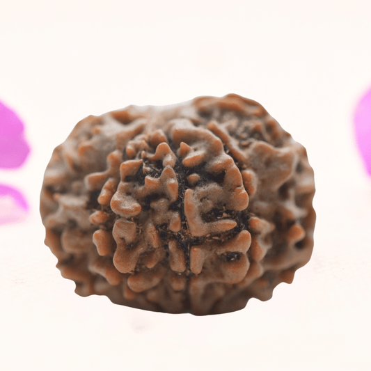 8 Mukhi Nepali Rudraksha - Regular