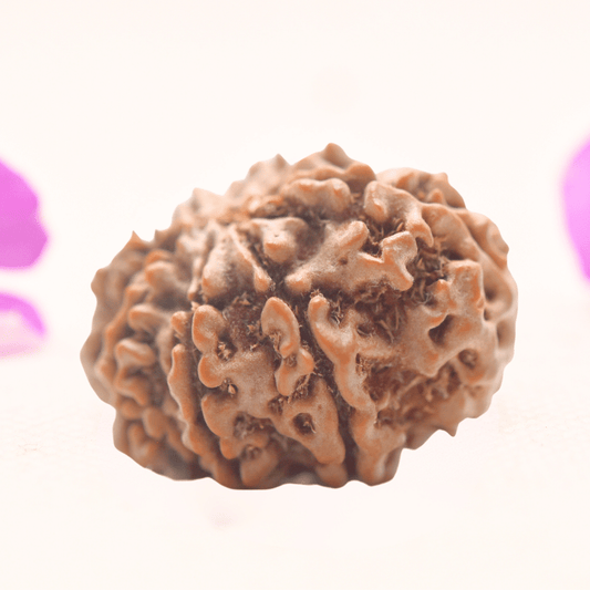 8 Mukhi Nepali Rudraksha - Regular