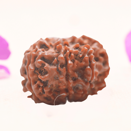 8 Mukhi Nepali Rudraksha - Regular