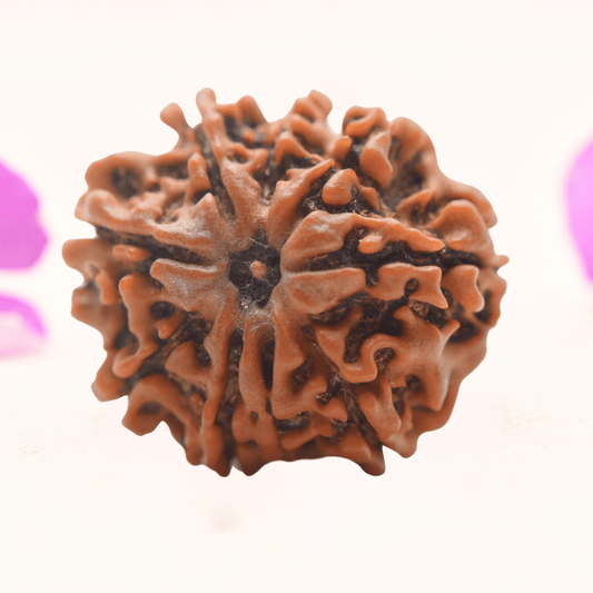 8 Mukhi Nepali Rudraksha - Regular