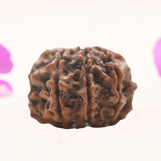 8 Mukhi Nepali Rudraksha - Regular