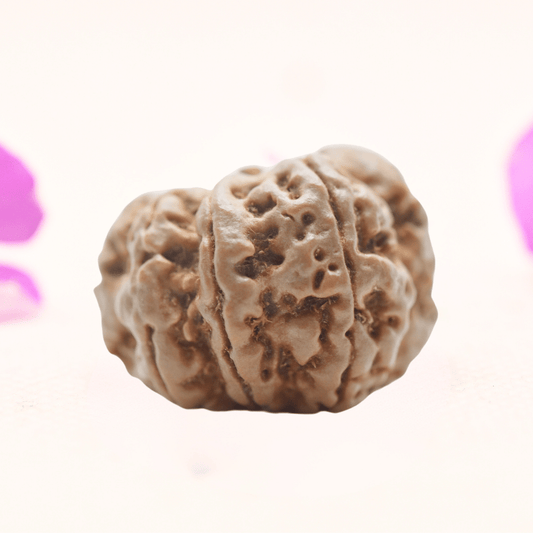 8 Mukhi Nepali Rudraksha - Regular