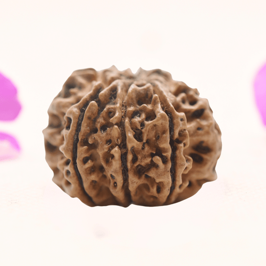 8 Mukhi Nepali Rudraksha - Regular