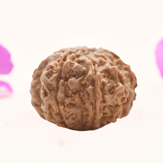 8 Mukhi Nepali Rudraksha - Regular