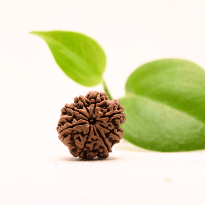 8 Mukhi Nepali Rudraksha - Regular