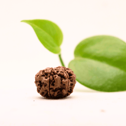 8 Mukhi Nepali Rudraksha - Regular