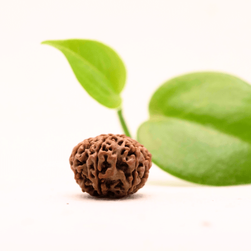 8 Mukhi Nepali Rudraksha - Regular