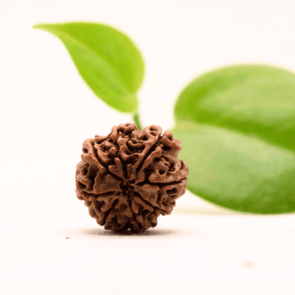 8 Mukhi Nepali Rudraksha - Regular