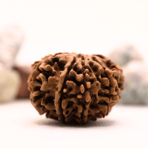 8 Mukhi Nepali Rudraksha - Super Collector