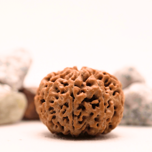 8 Mukhi Nepali Rudraksha - Super Collector