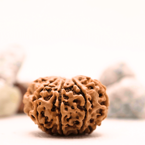 8 Mukhi Nepali Rudraksha - Super Collector