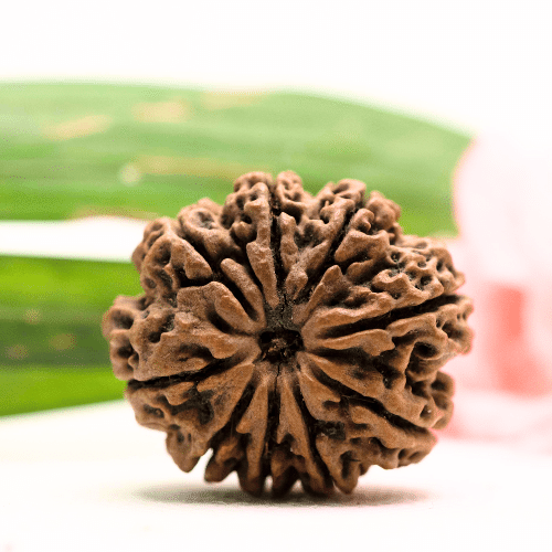 9 Mukhi Nepali Rudraksha