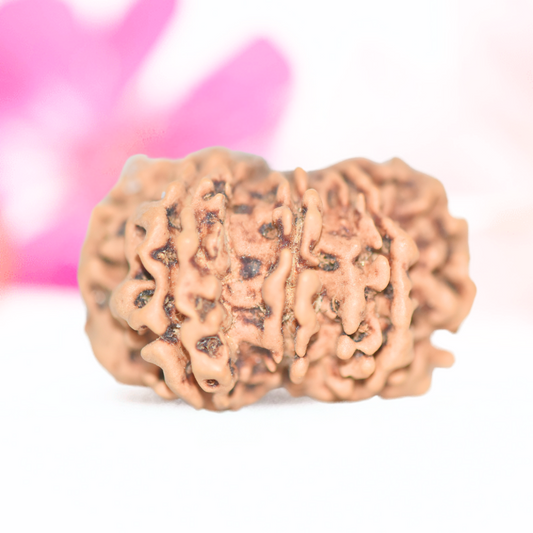 9 Mukhi Nepali Rudraksha - Large