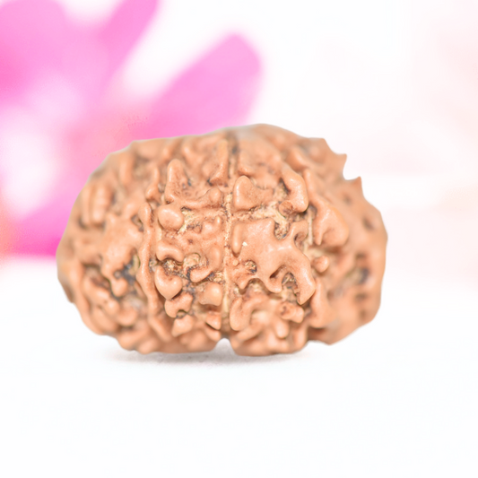 9 Mukhi Nepali Rudraksha - Large