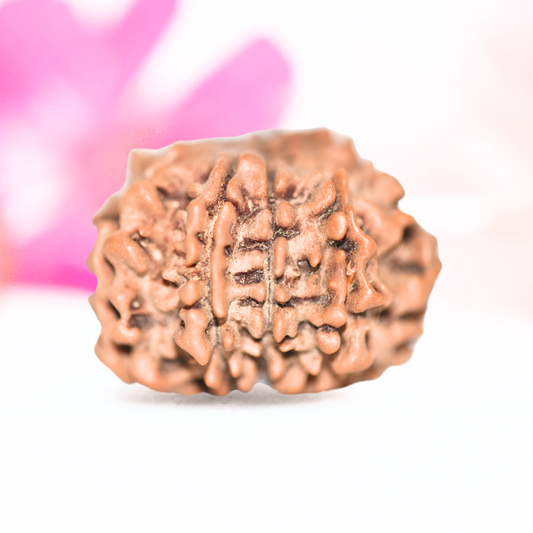 9 Mukhi Nepali Rudraksha - Large