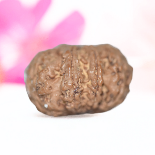 9 Mukhi Nepali Rudraksha - Large