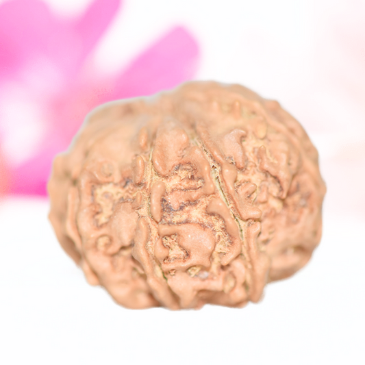 9 Mukhi Nepali Rudraksha - Large