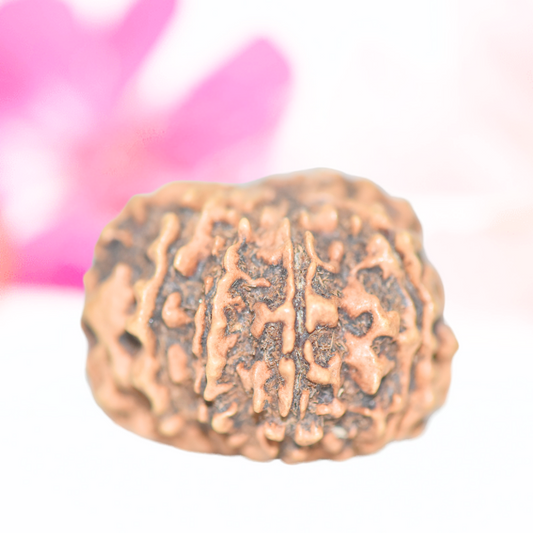 9 Mukhi Nepali Rudraksha - Large